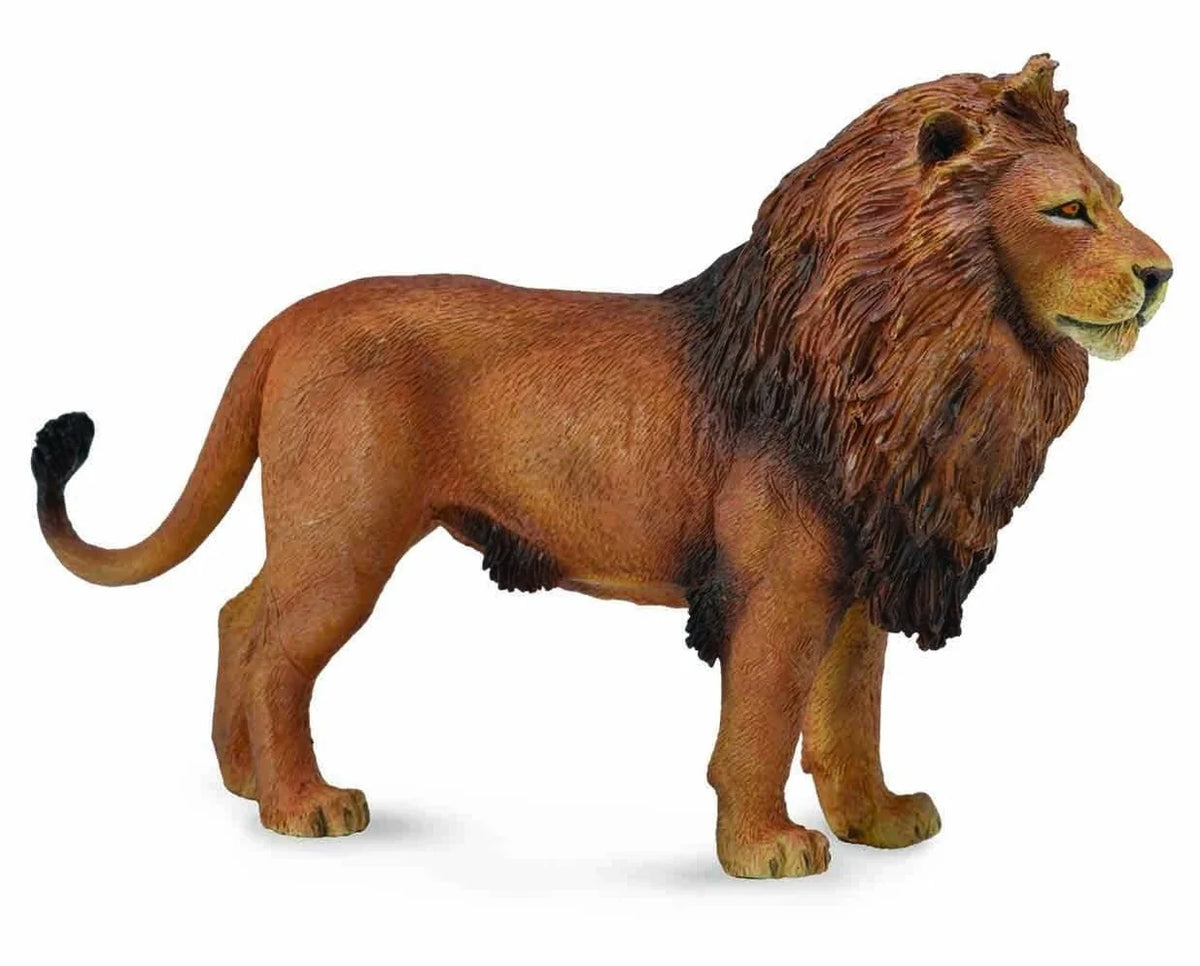African Lion 88782