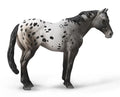 Appaloosa Stallion | Blue Varnish Roan 88947
