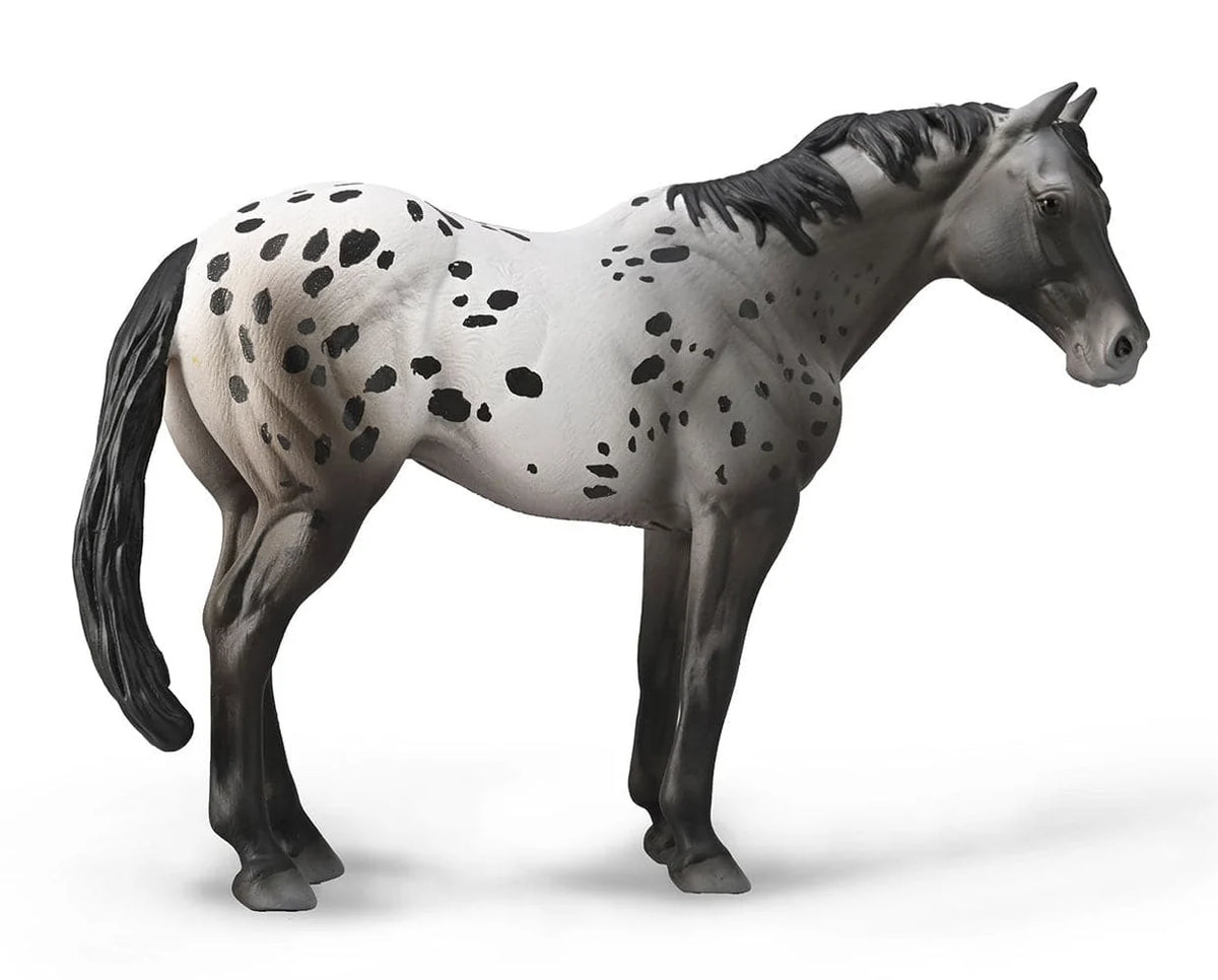 Appaloosa Stallion | Blue Varnish Roan 88947