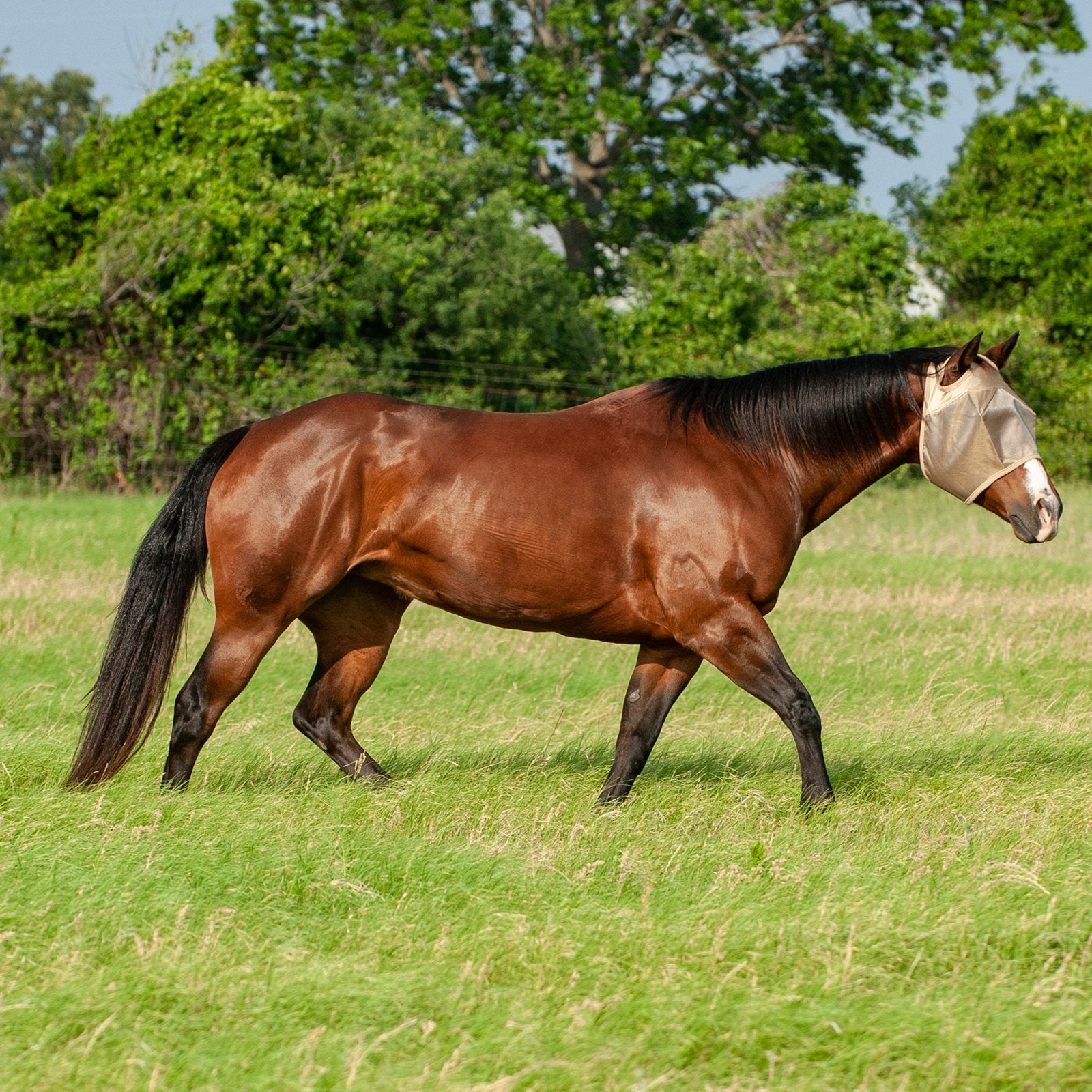 Econo Fly Mask EFMS