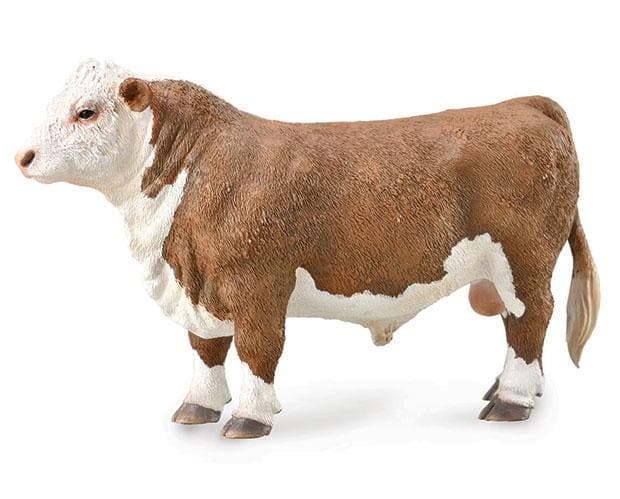 Hereford Bull 88861