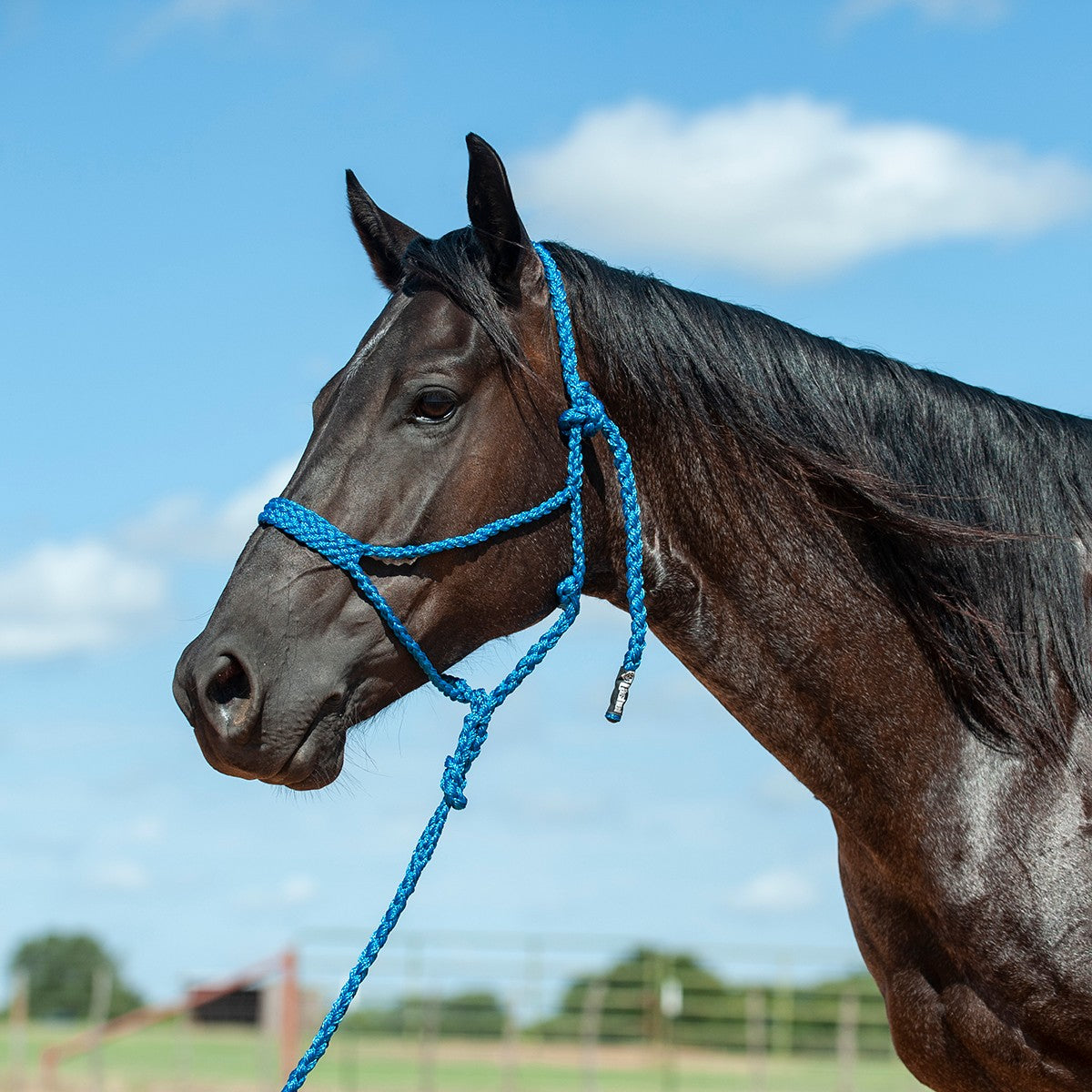 HTR-BMTH Flat Braid Halter with Leadrope