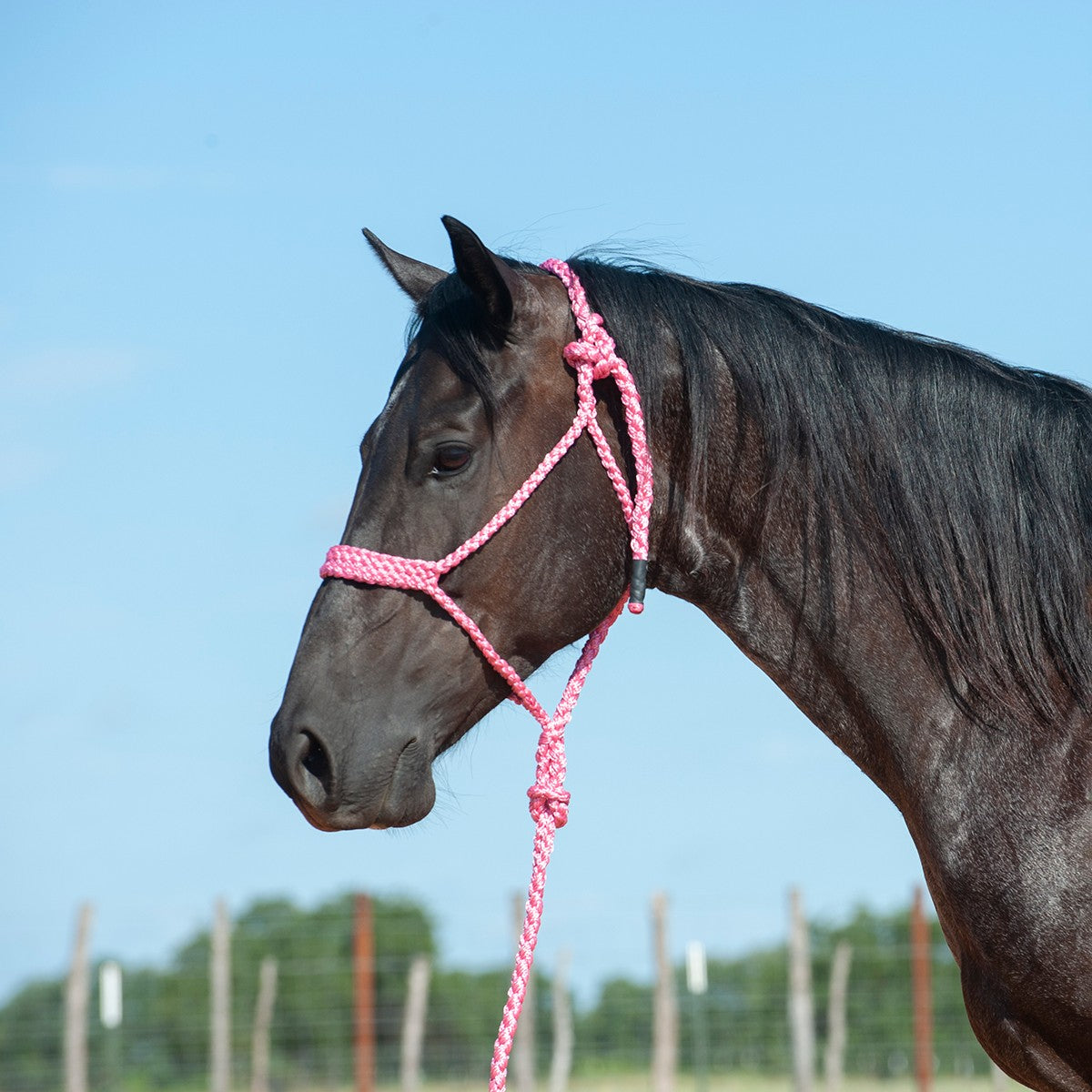 HTR-BMTH Flat Braid Halter with Leadrope
