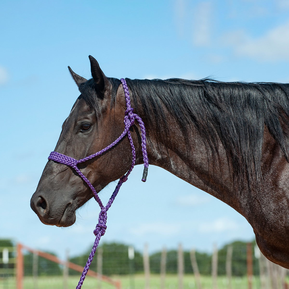 HTR-BMTH Flat Braid Halter with Leadrope