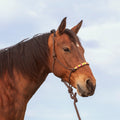 HTR-BRH Beaded Rope Halter with Leadrope